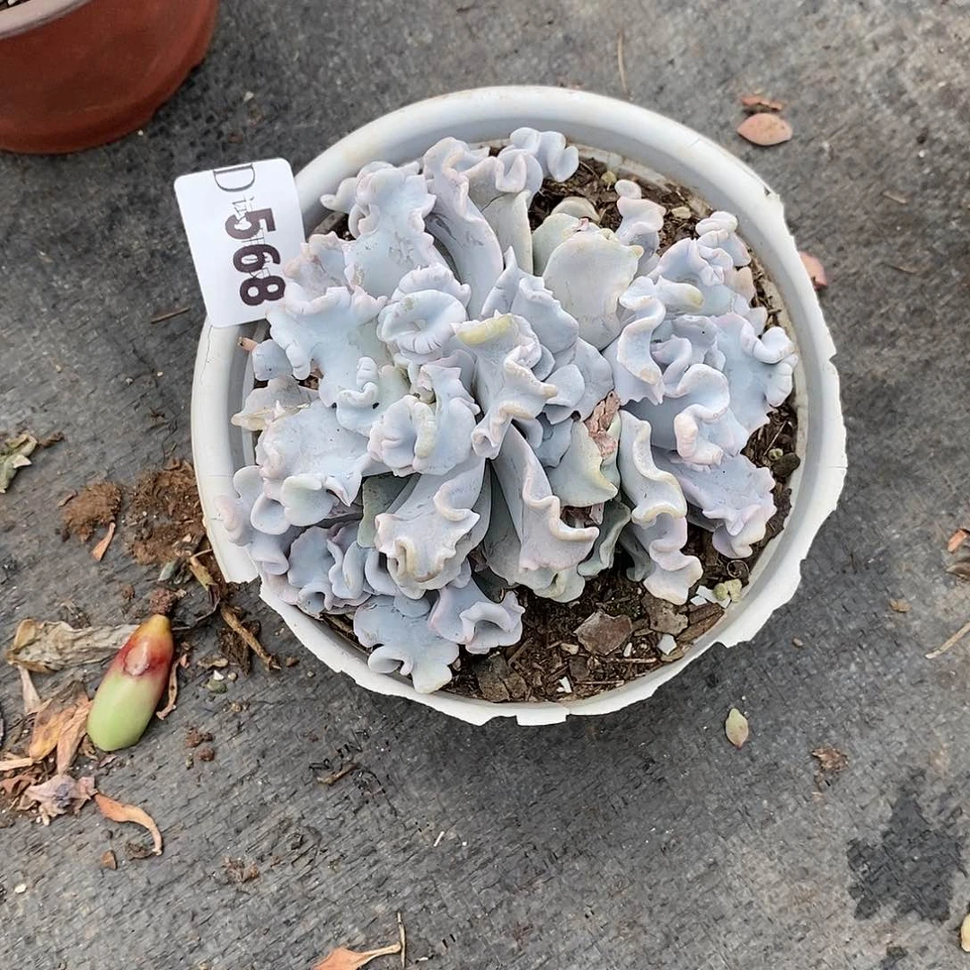 敏*568白饺子皮多肉