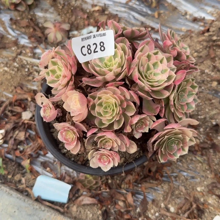 828荔枝。多肉植物