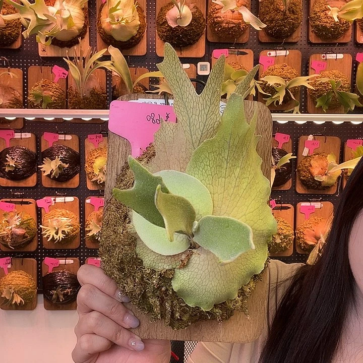 完全开放Stem fern 三混