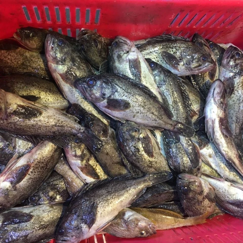 大连本地野生黑鱼3jin顺丰包邮