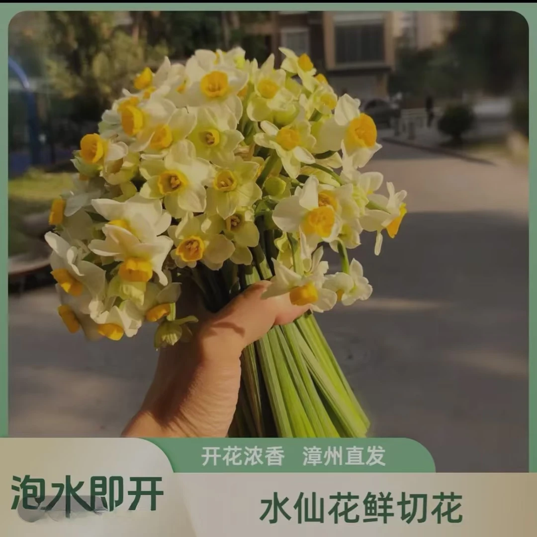 漳州水仙花鲜切花花枝浓香水培开花满屋飘香基地发货