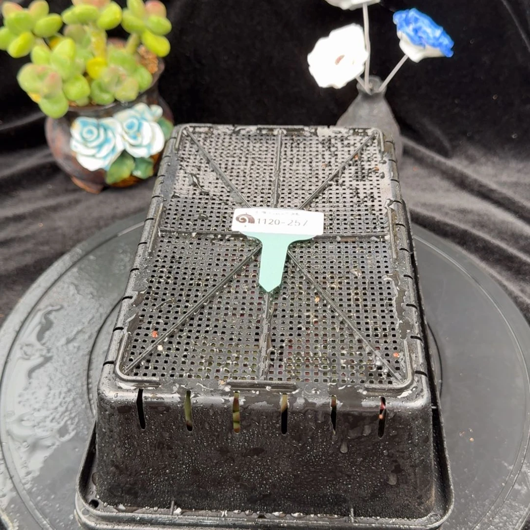 从前慢花园多肉编号1120-257