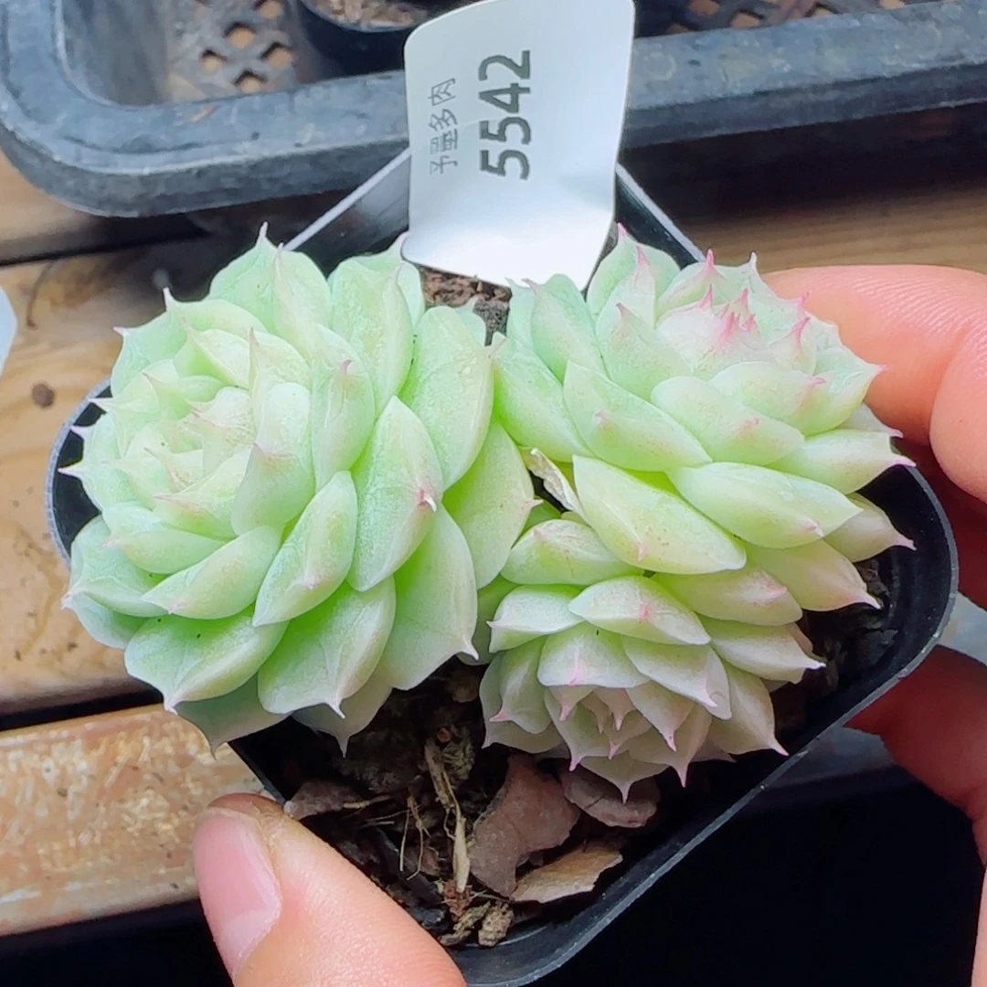 白体群，散，5542多肉