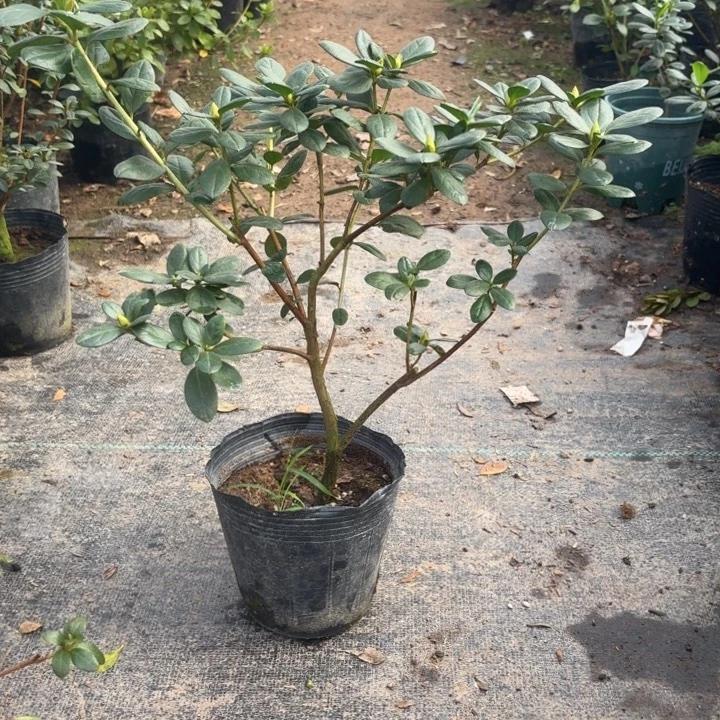完全开放菲碧珠砂