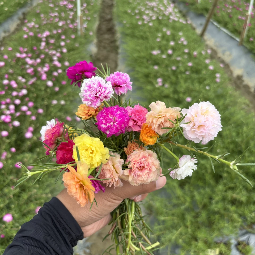 宿根重瓣太阳花多色20个色开花对版室外庭院阳台绿植花苗带花苞
