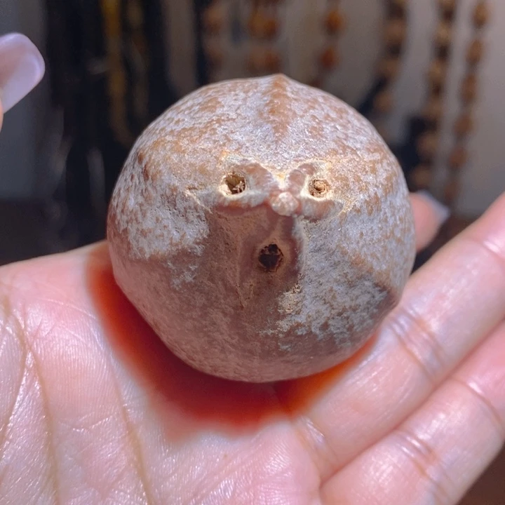 矮桩巨无霸红油大橄榄核4462