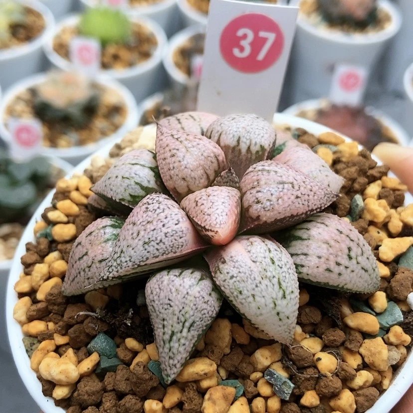 【闪购商品】37红宝石白银