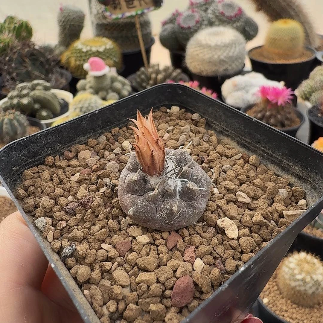 实生冬云脱土发货