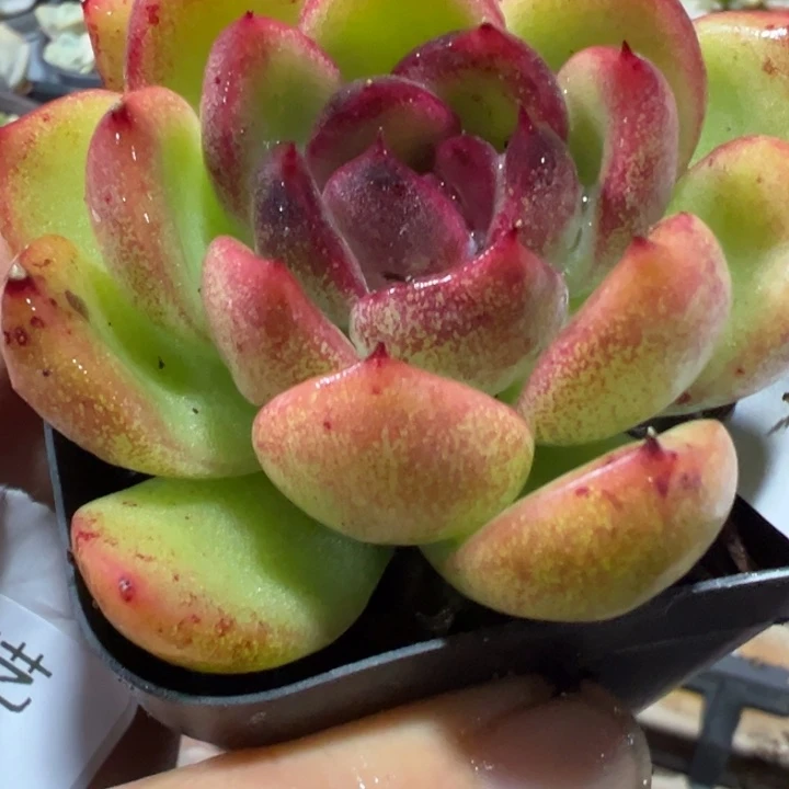 1多肉植物多水晶玫瑰多肉植物