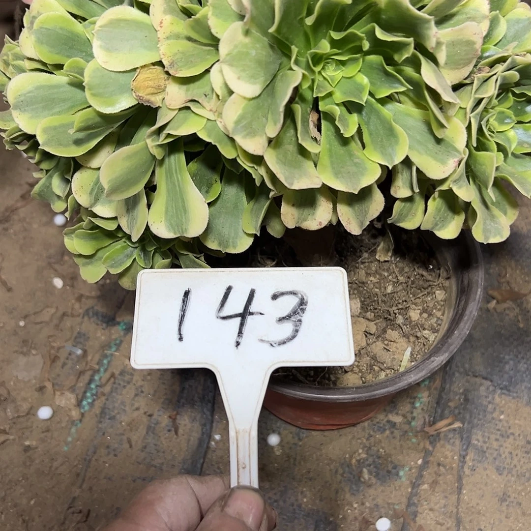 多肉植物绿豆沙缀花143