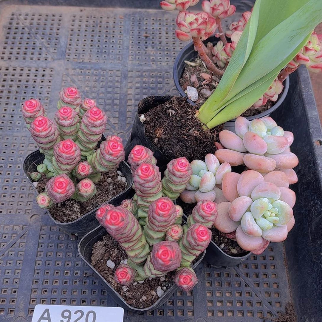 多肉920多肉植物