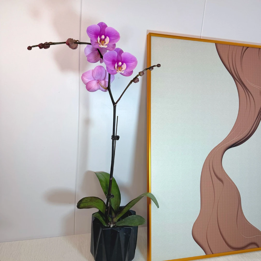 【安娜】蝴蝶兰带花带花苞室内喜事乔迁送礼懒人蝴蝶兰电