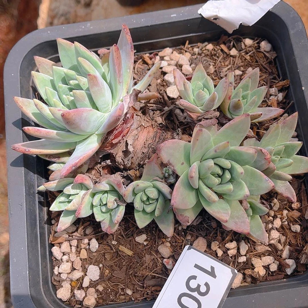 特价不起售后白菊苹果叶1300