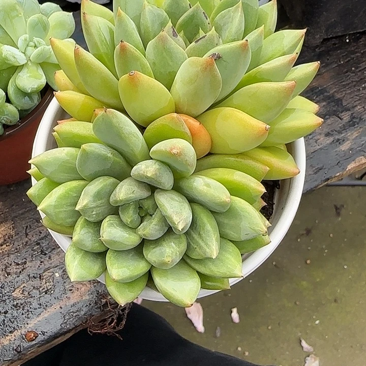 青蛙王子儿童牙膏11