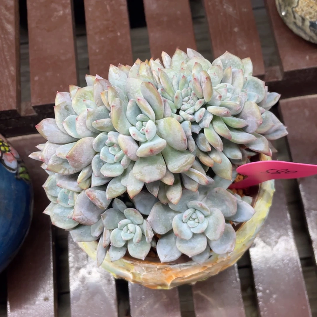 17头朵朵缀化。