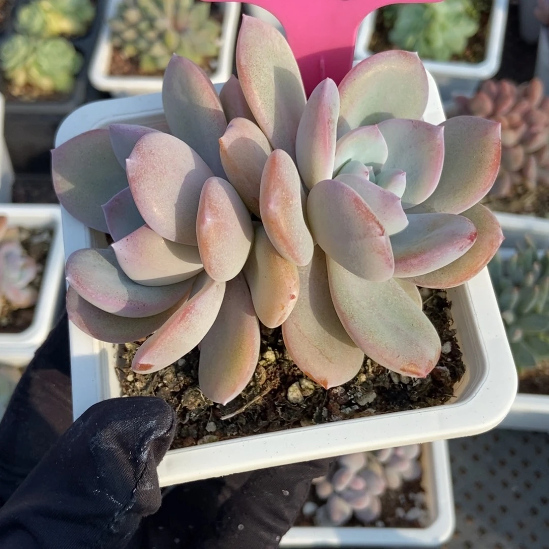 63奶茶多肉植物多肉