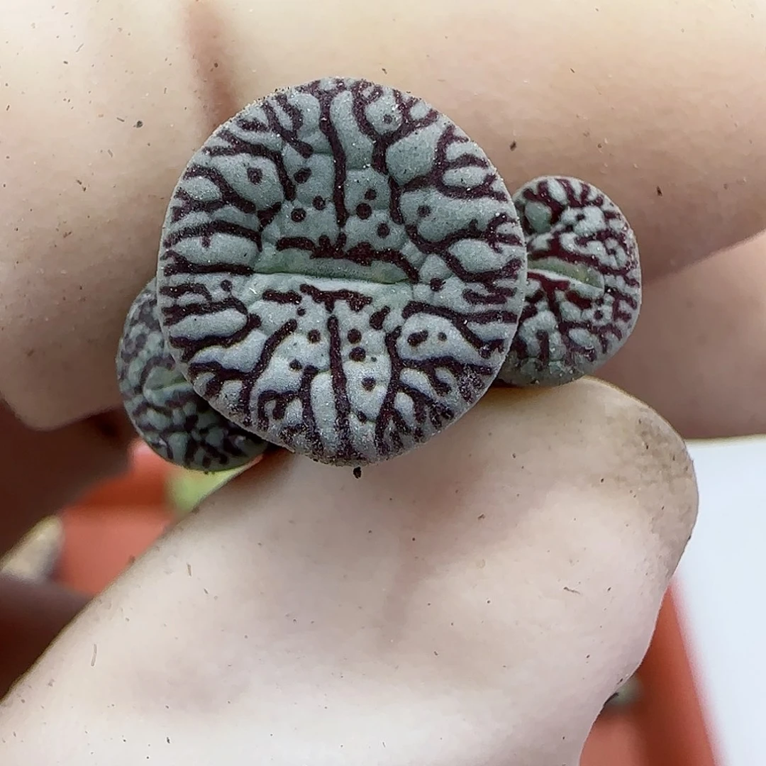 384福利福利福利