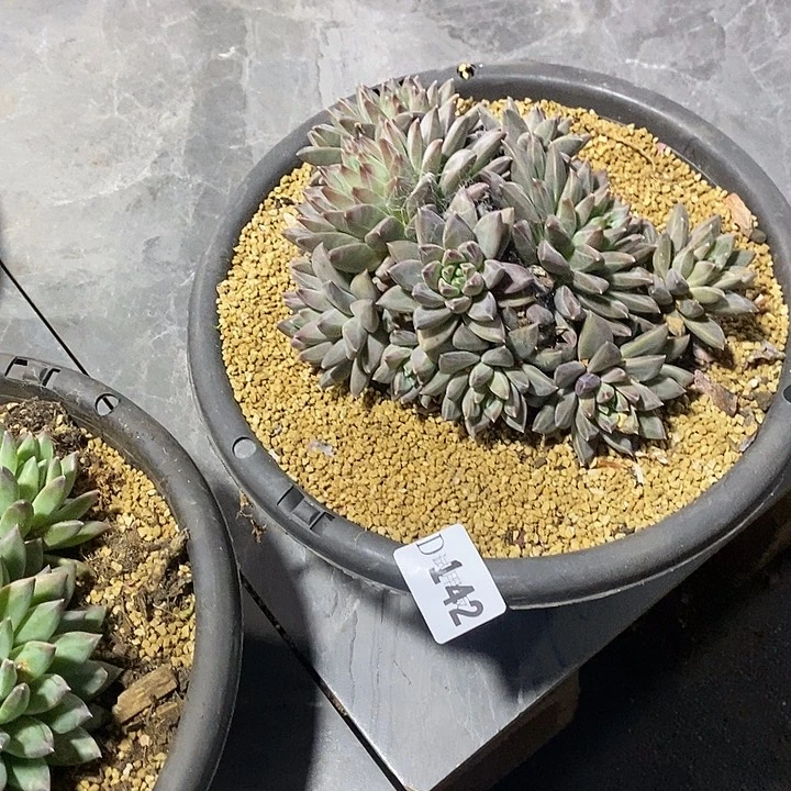 小***哒142暗纹美人多肉植物