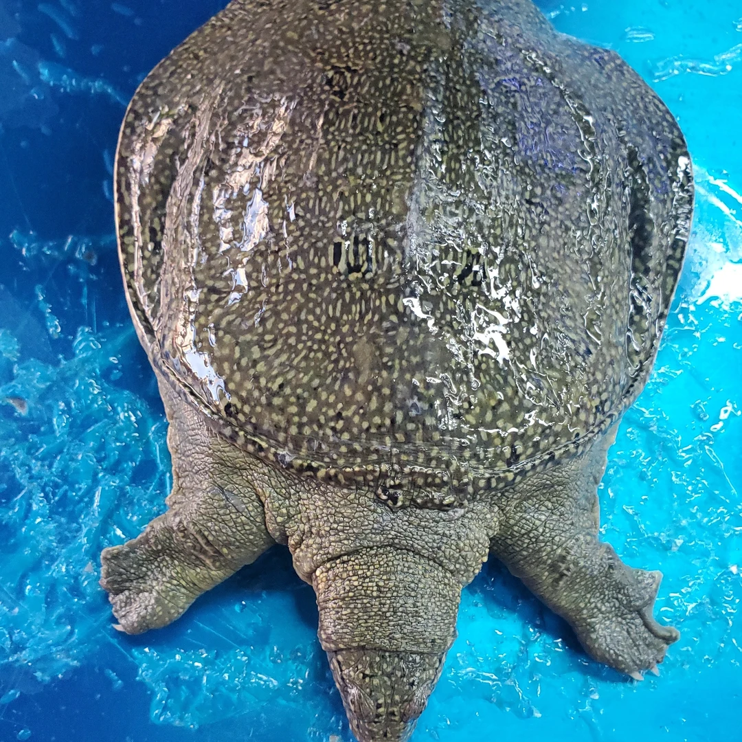 甲鱼鲜活（2.7斤左右）