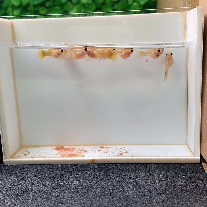 孔雀鱼黄金玻璃猫球体苗子，八条，含两被损两条？