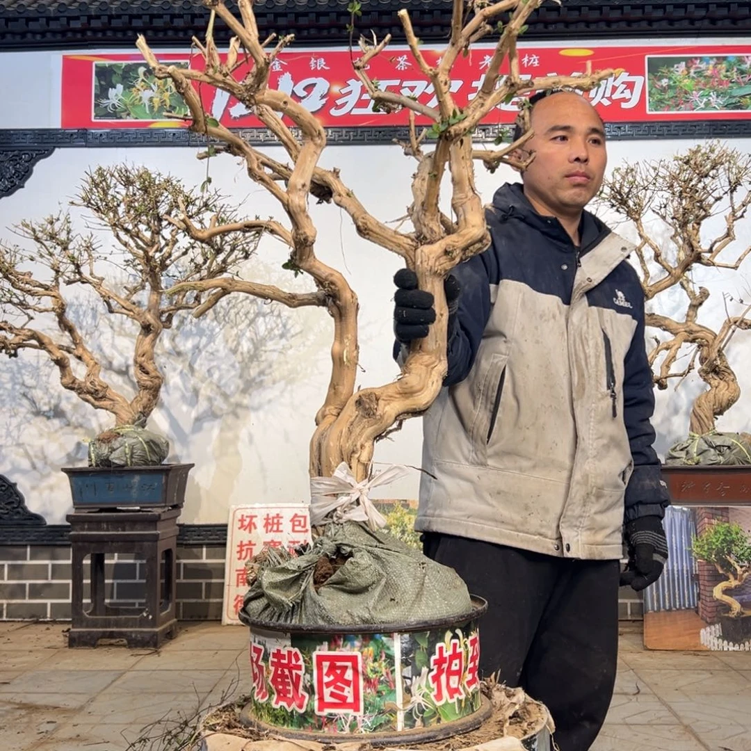 无花朵金银花开花5555556