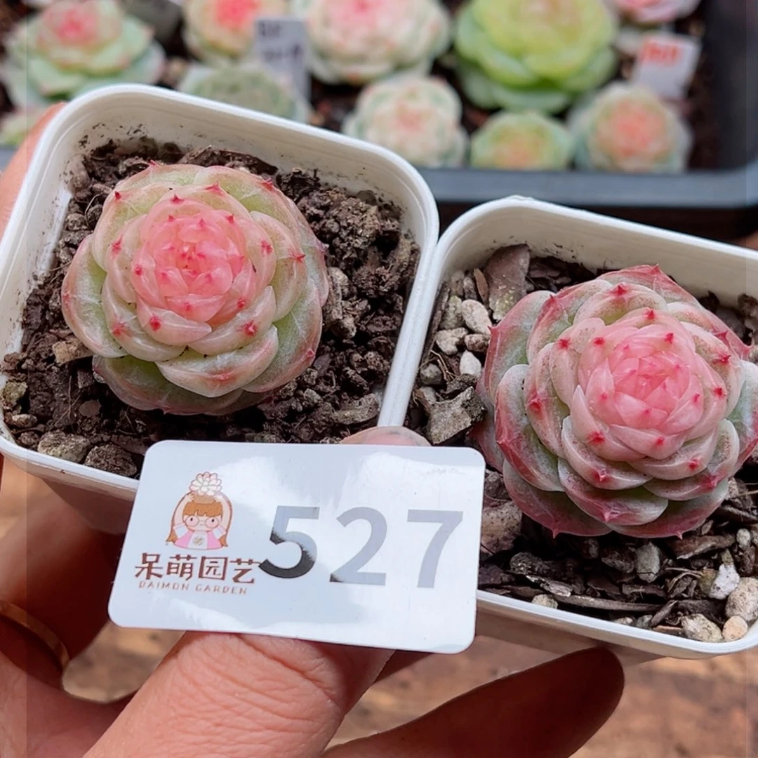 多肉植物多肉植物