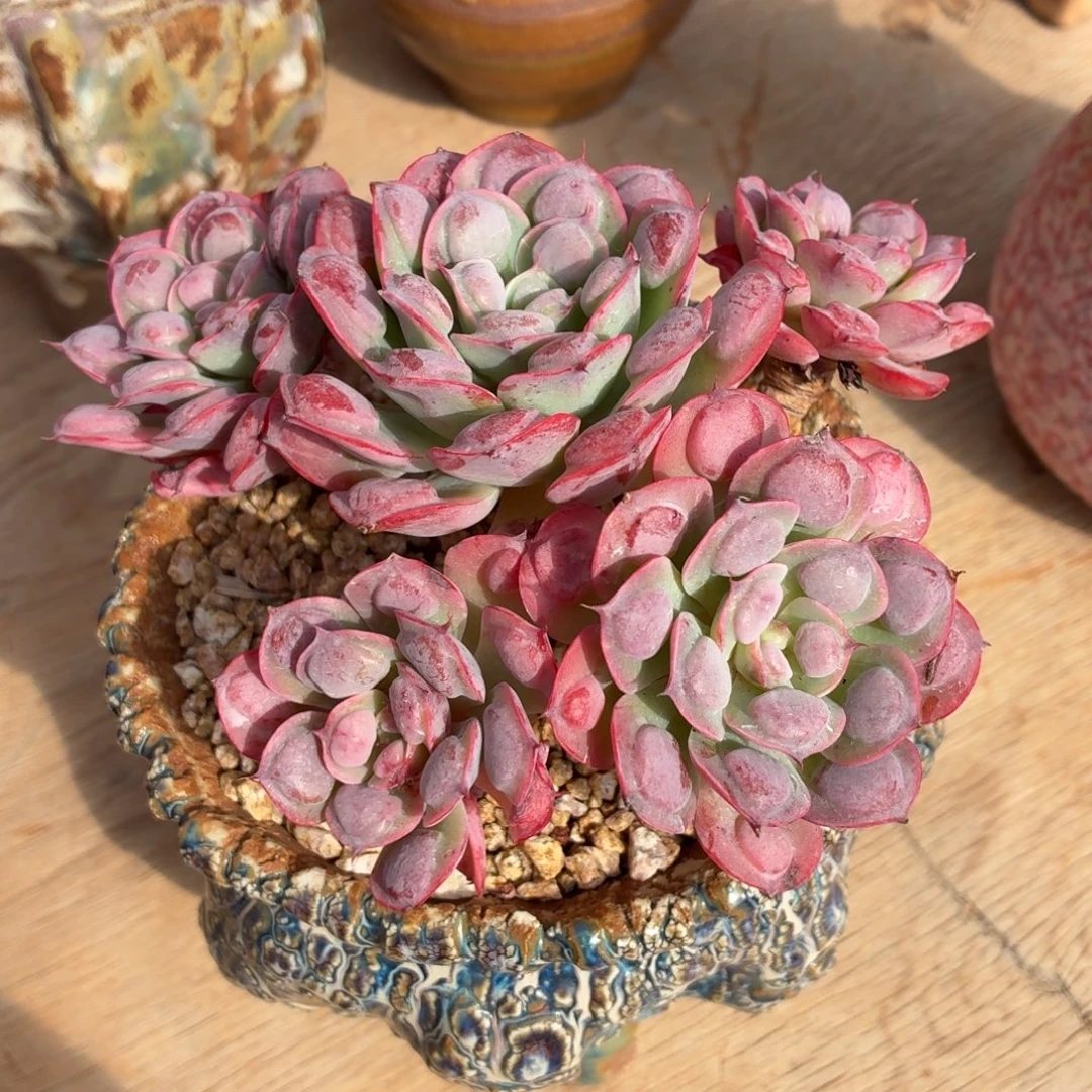 多肉植物 雨滴一物一拍-4