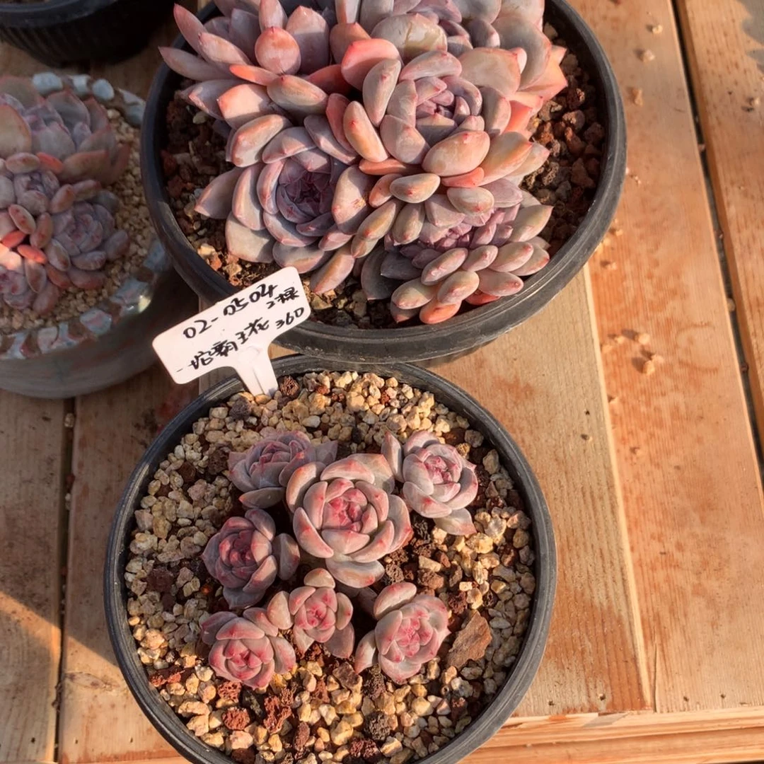 020504 一坨霸王花 专拍星影2棵