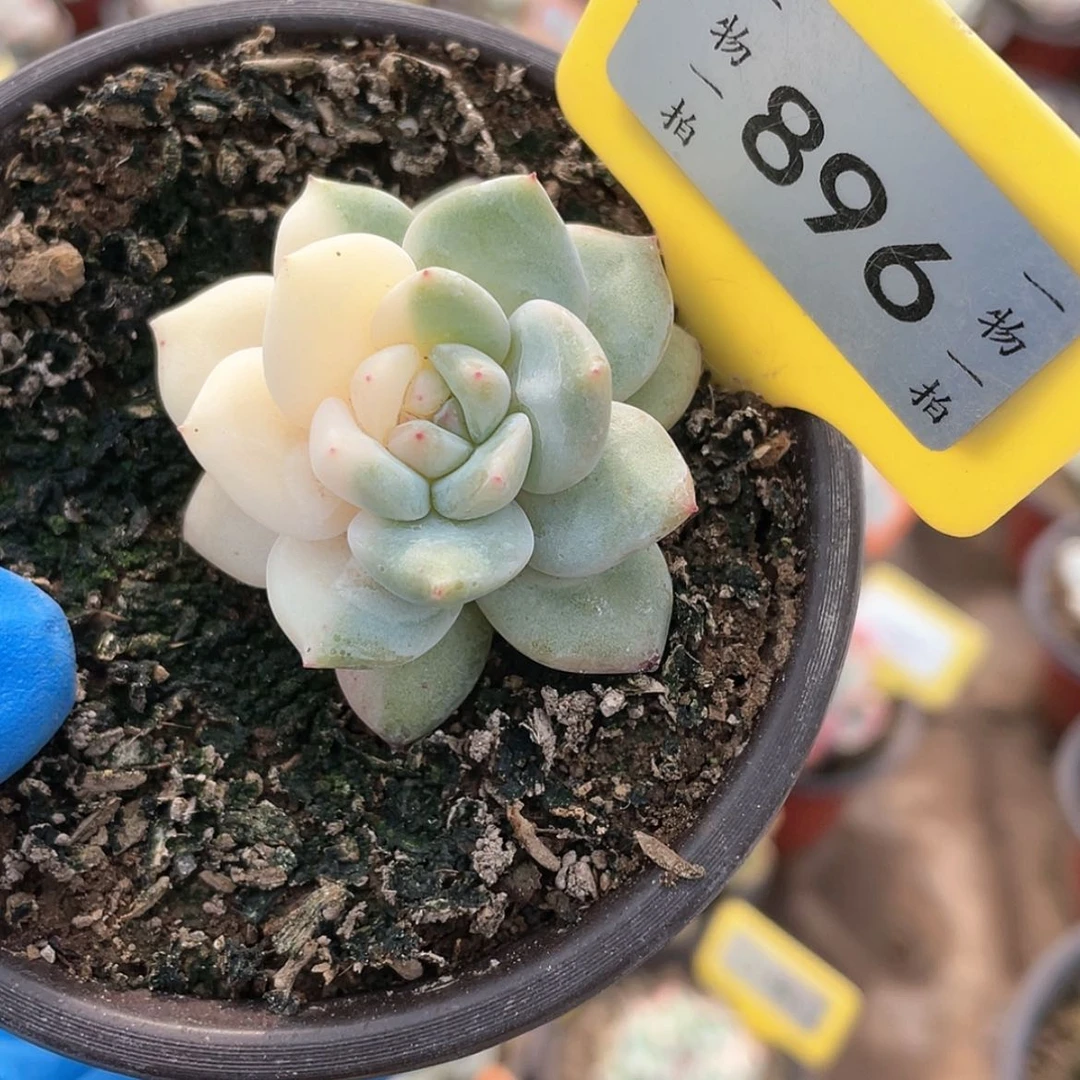 【闪购商品】896号