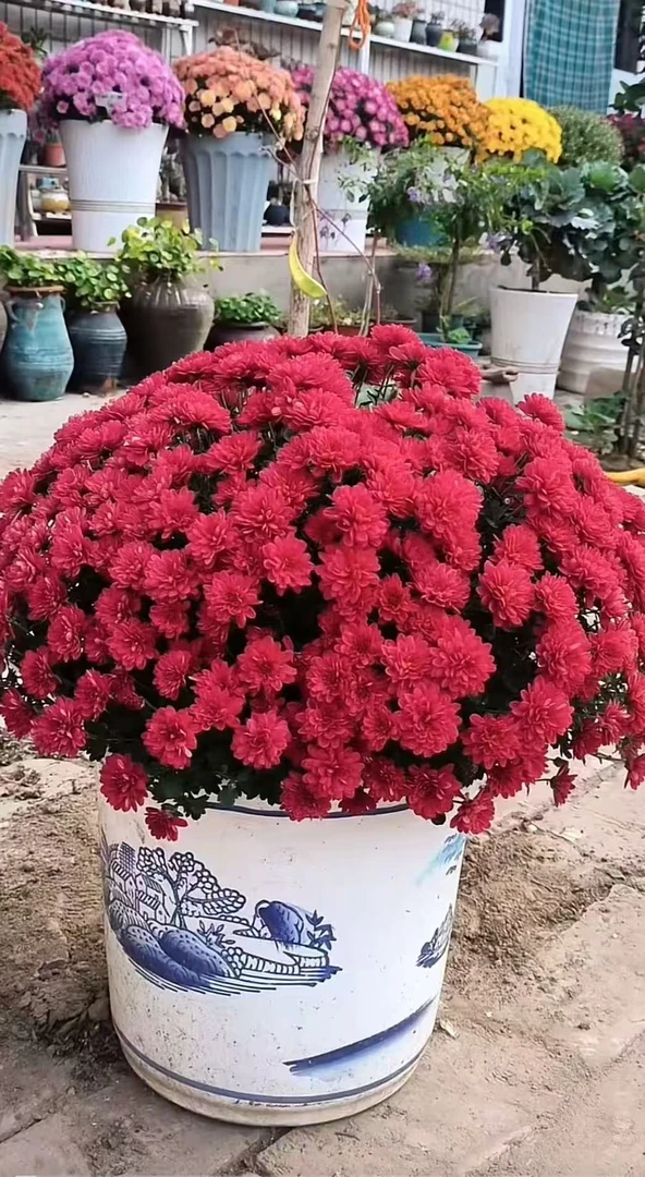 【炫秋红枫】球菊加仑盆花期长喜水喜阳新手易养护发货快