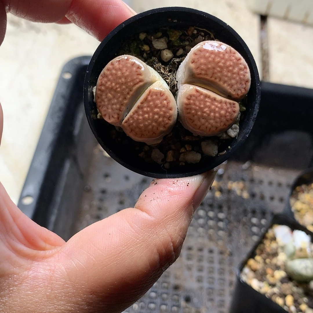 A442多肉植物保护