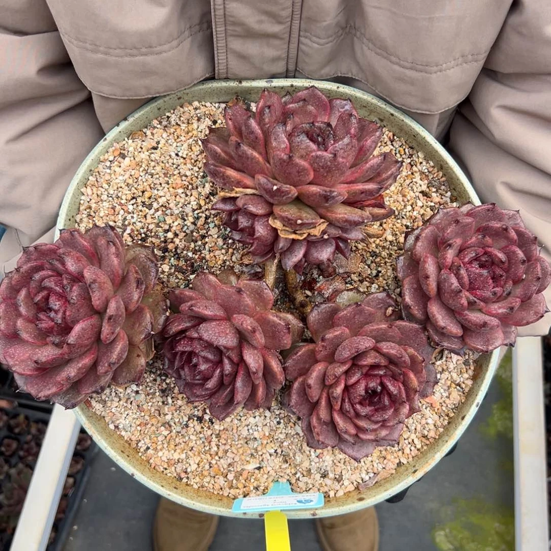 多肉一物一拍编号0208-2007