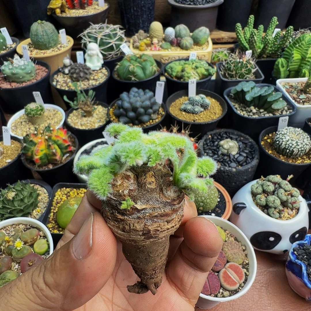 精品羽叶阳葵脱土发货