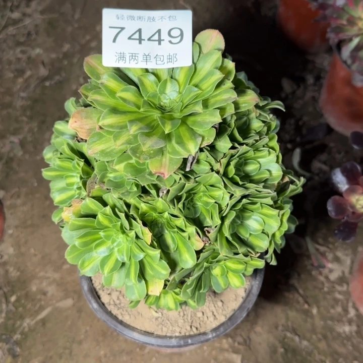 7449翡翠琉璃多肉植物
