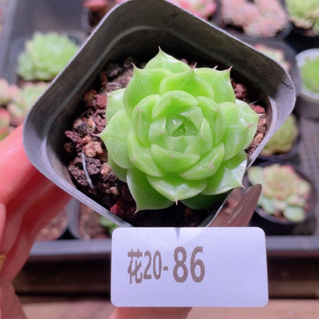 花利美20-86麦秆单头