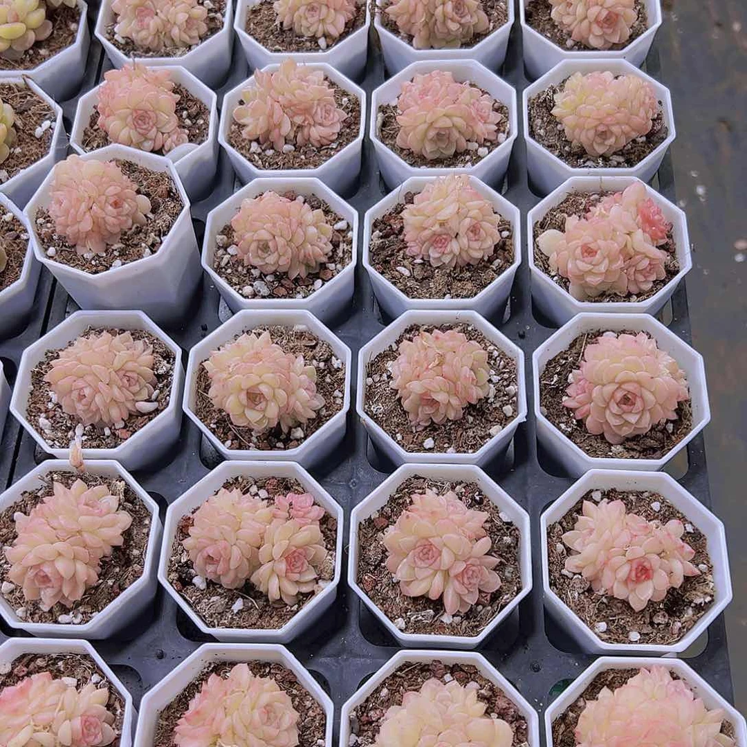 珍珠麦杆群19包邮