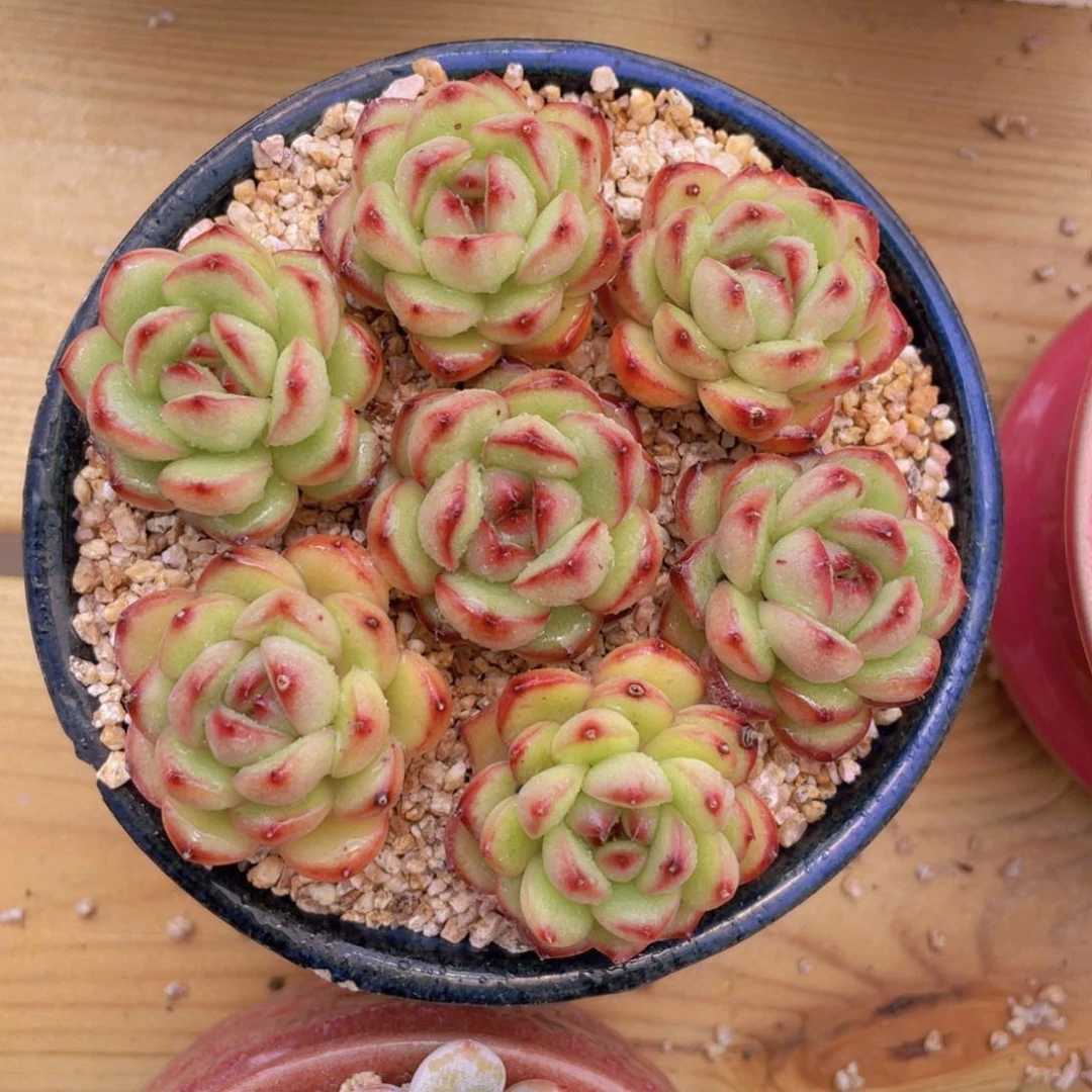 韩版蒙布朗单头组合7个