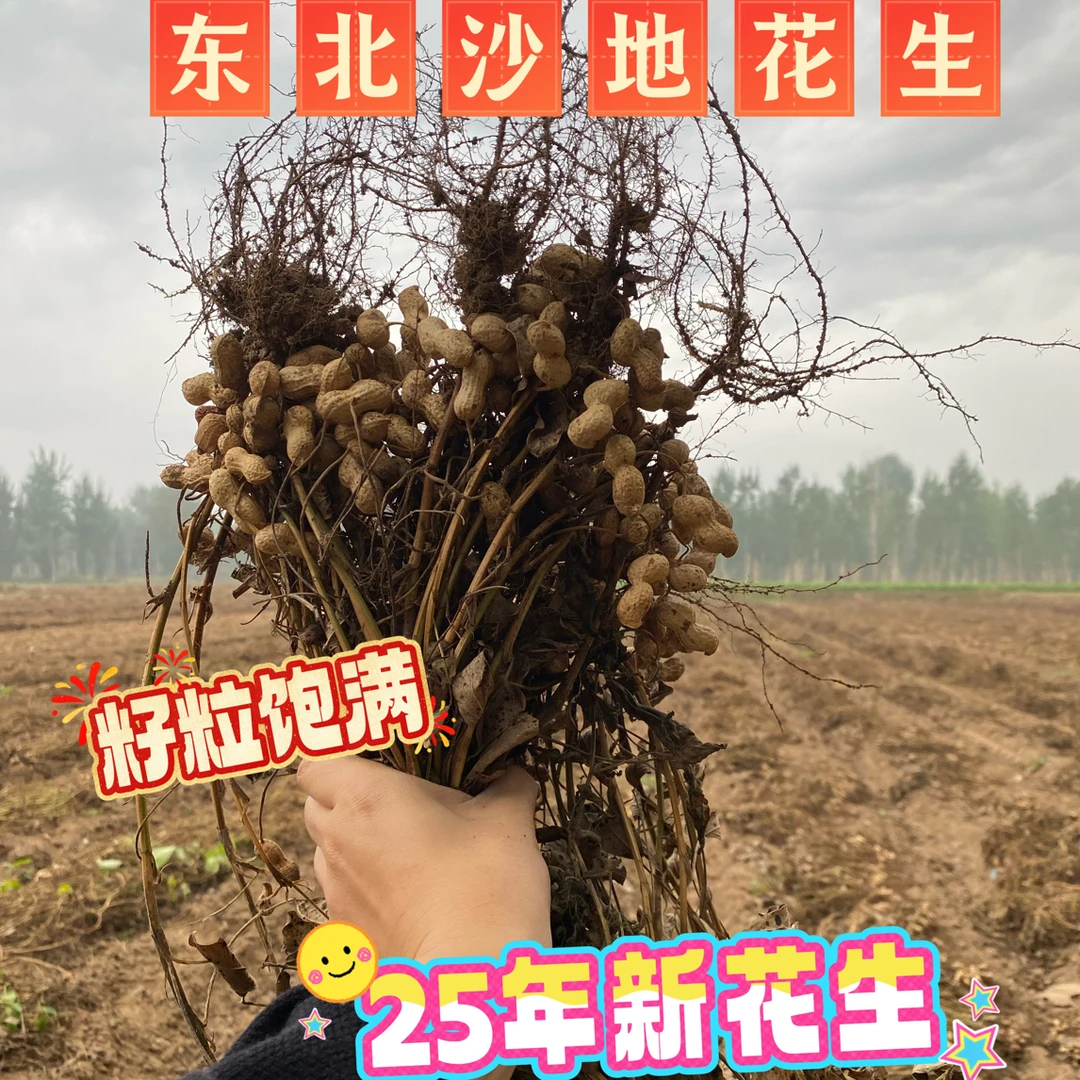 【小马家三亩田】东北沙地花生25年小日本带皮新花生颗粒饱满