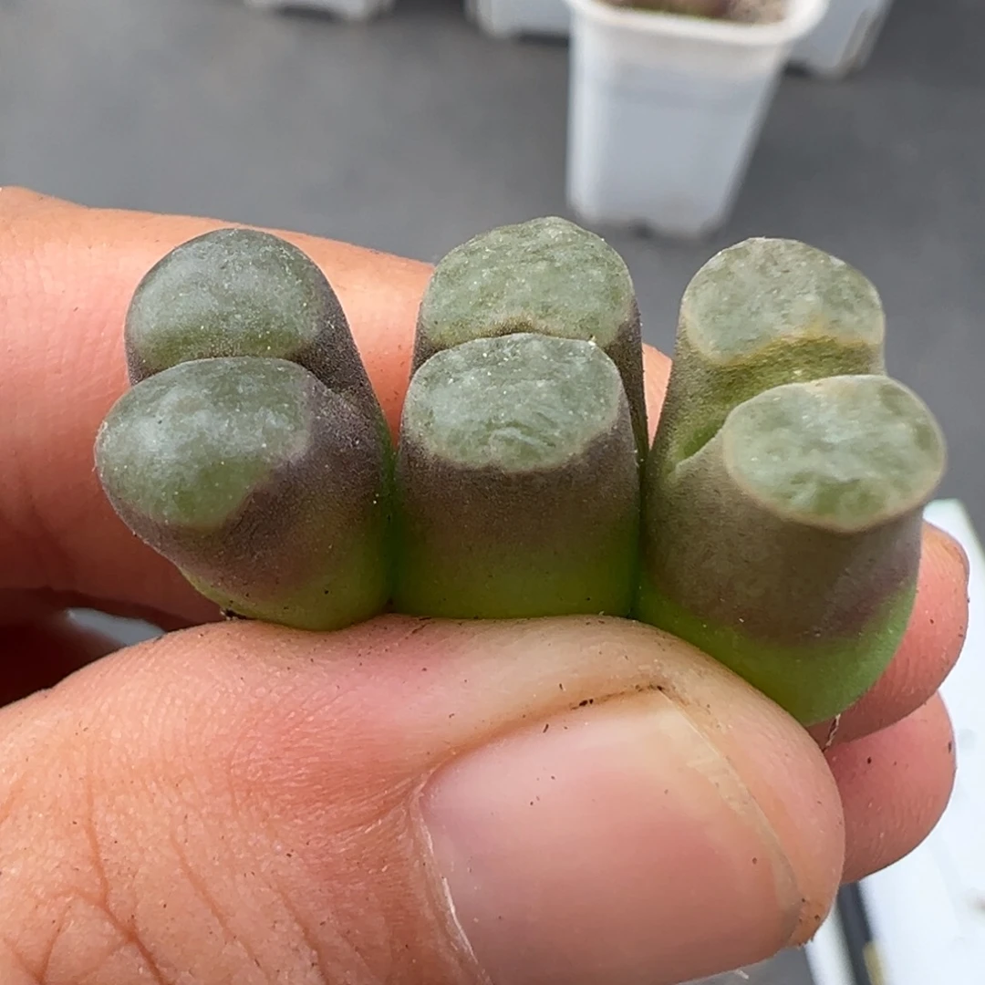 8.21好看的多肉脱土发货774