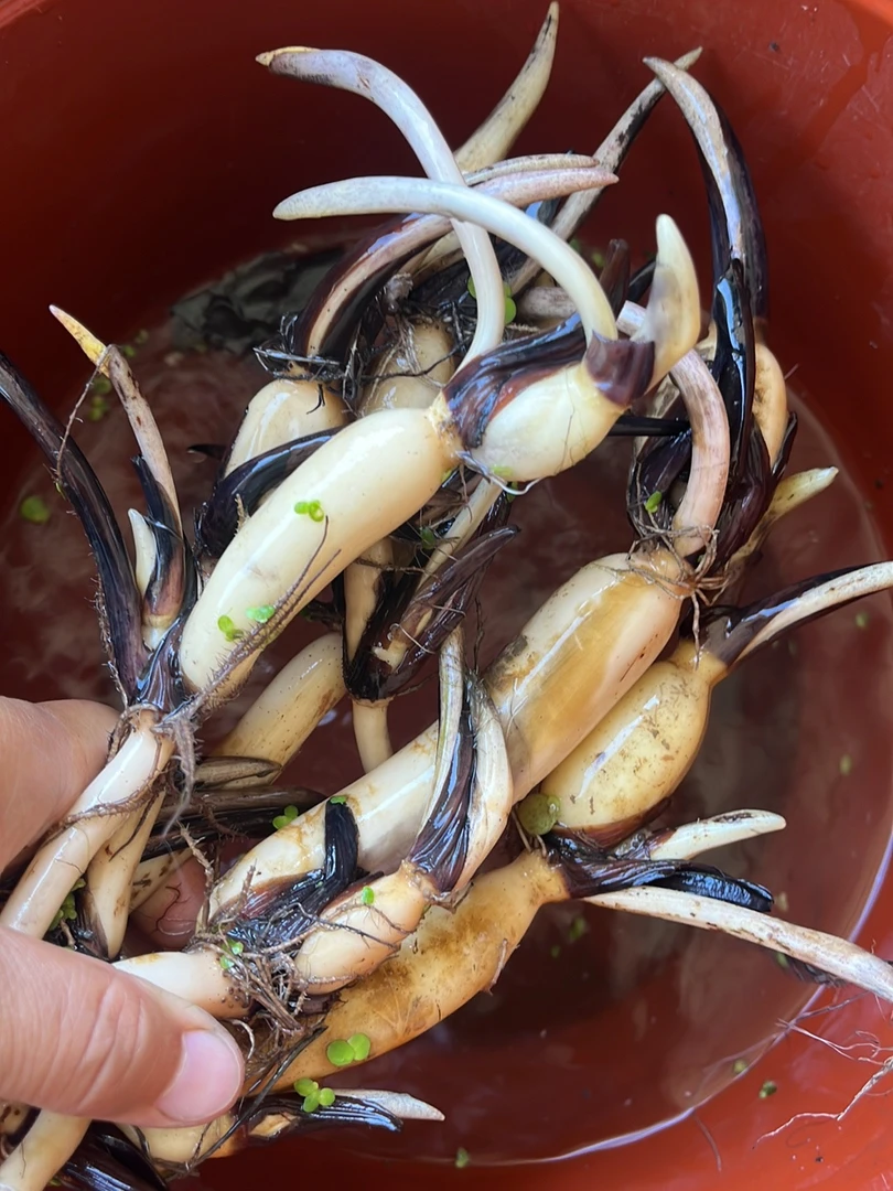 新手福利 精品观赏荷花碗莲 保定雨荷园  曲阳嘉阳家庭