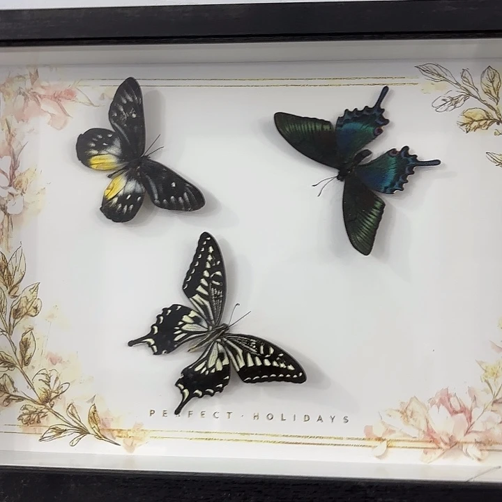 a4三蝶盲盒随机发