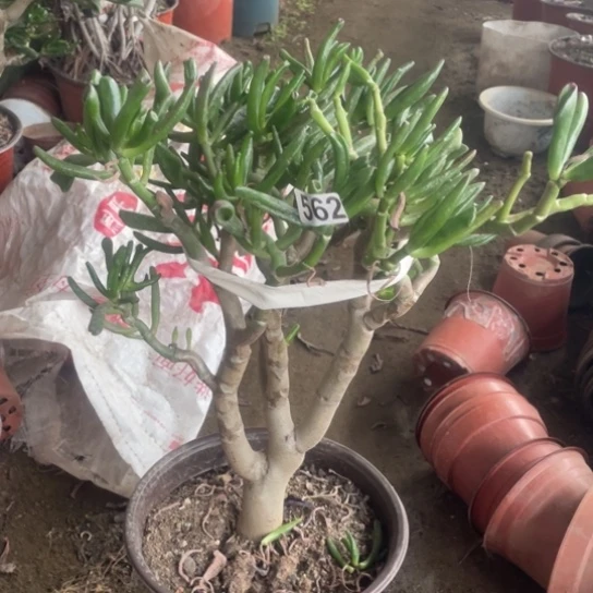 562吸财树多肉植物