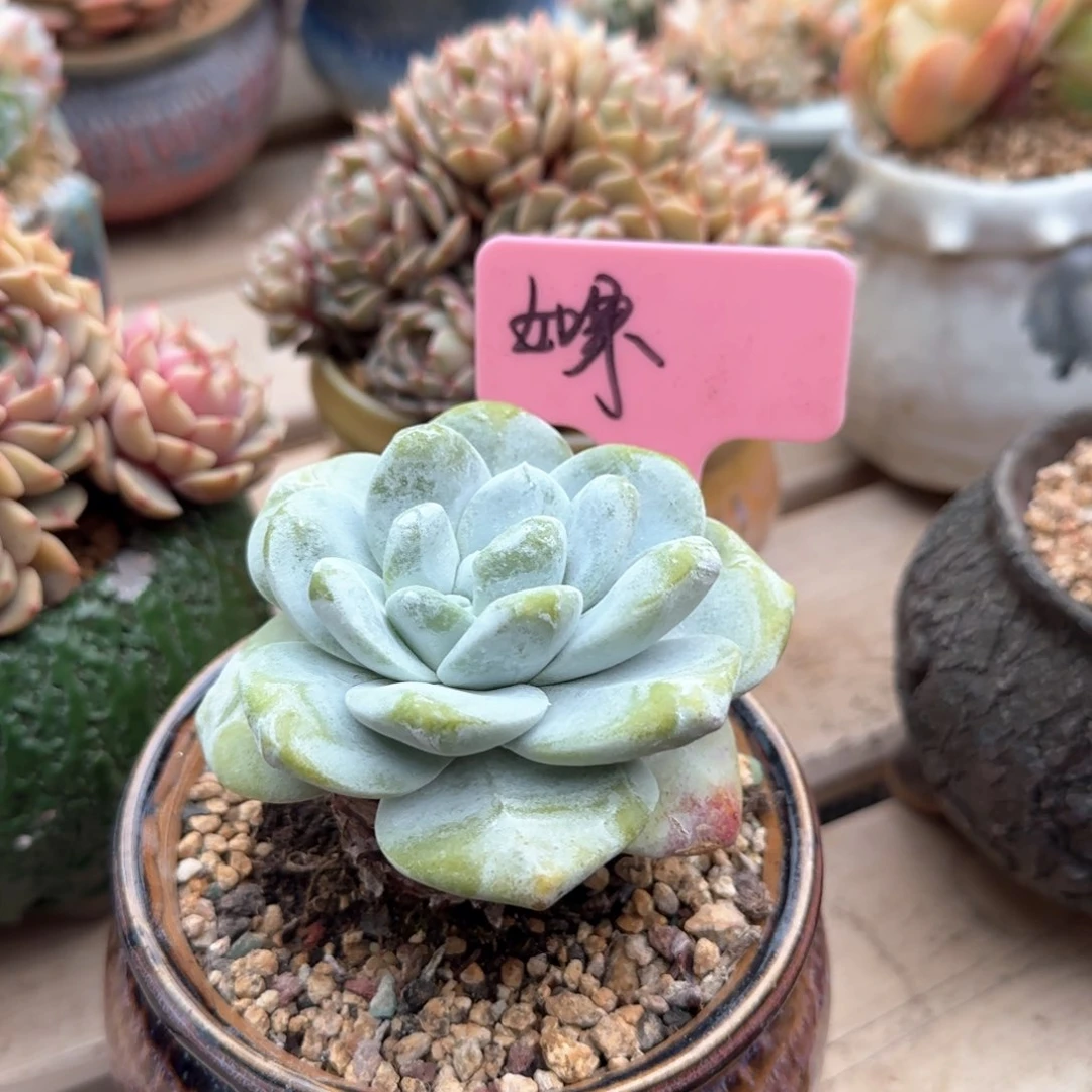 拇指雪山杂五十包邮