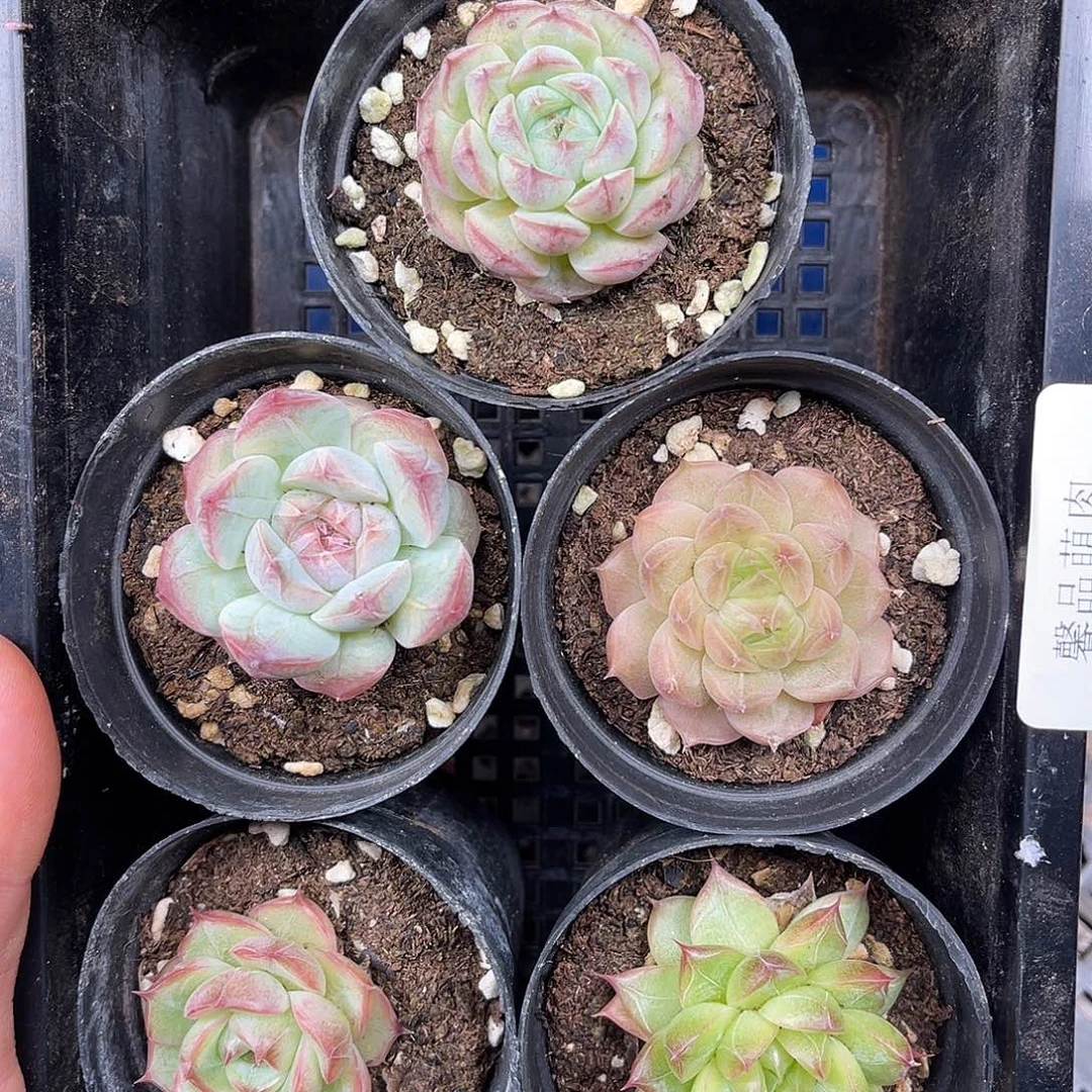 荣***贵多肉一物一拍25-86