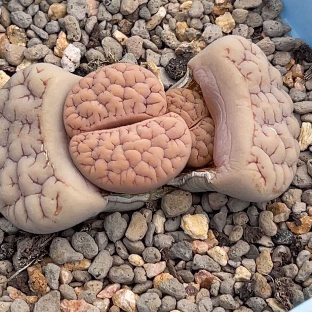 6756双头红纹189一颗