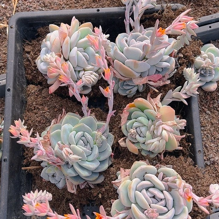 直播福利一物一拍16