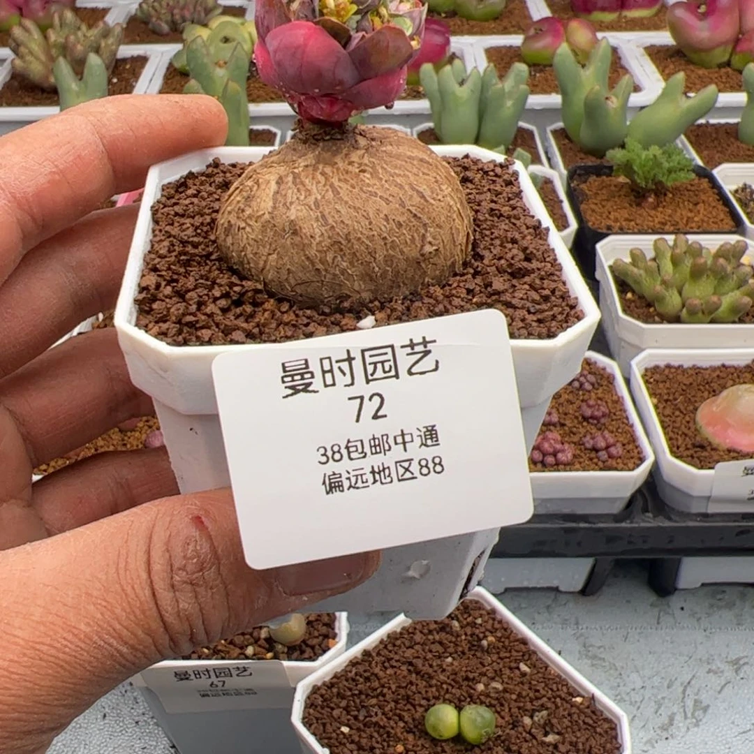 苍*"2.23玫瑰多肉植物72