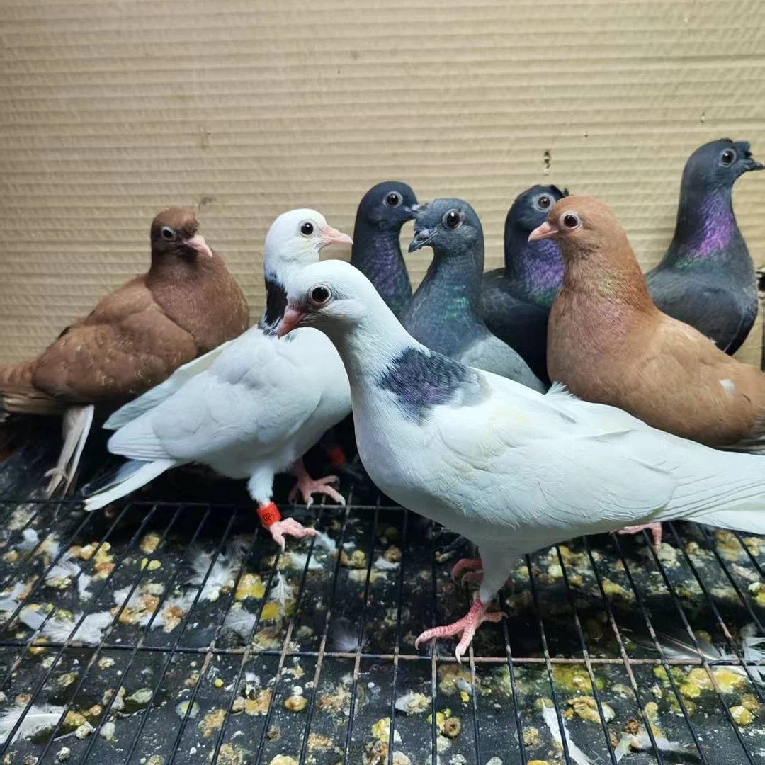 眉山高飞小青年鸽