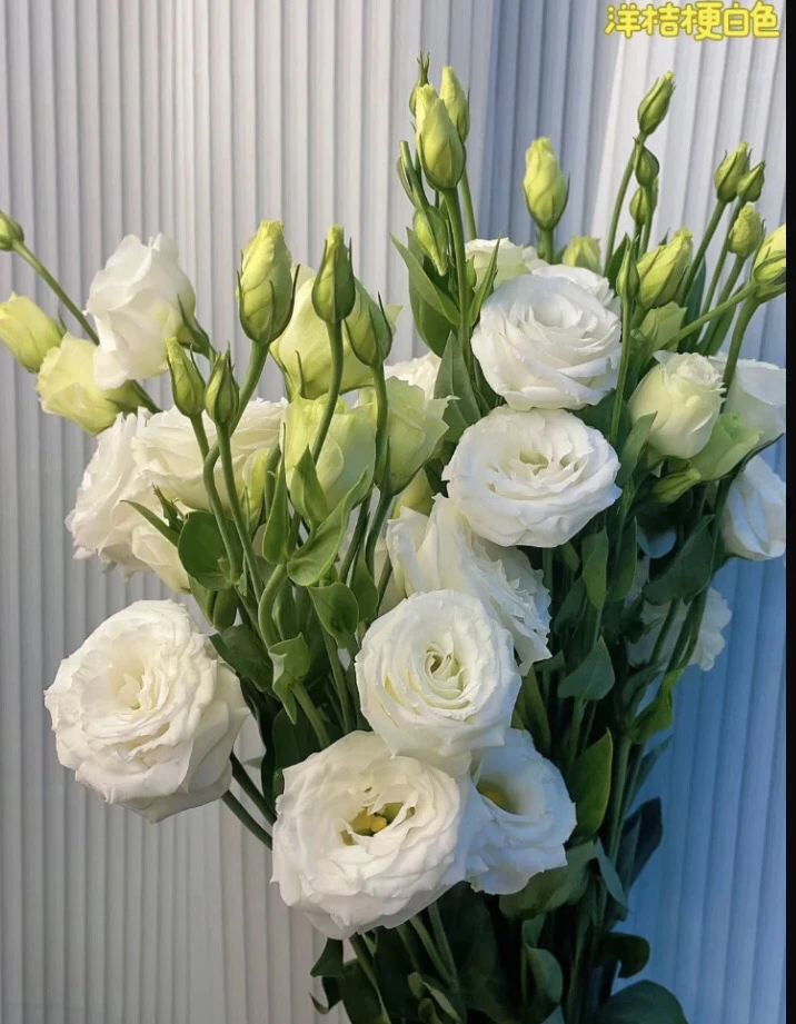 【包邮】全新疆西藏内蒙古甘肃三个花包邮全国送货上门600克洋桔梗