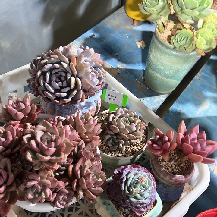 15.63一筐多肉植物